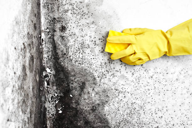 Best Crawl Space Mold Remediation  in Hahira, GA